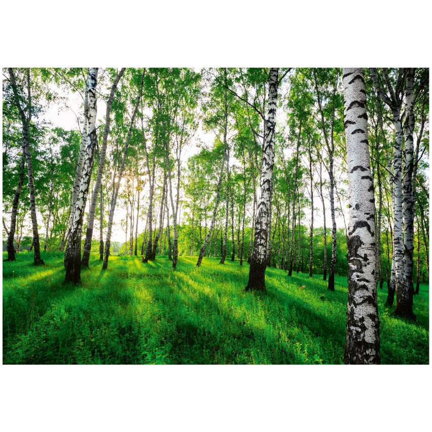 foto väggmålning björkskog träd 3D väggmålning för vardagsrum sovrum väggmålning 150x105