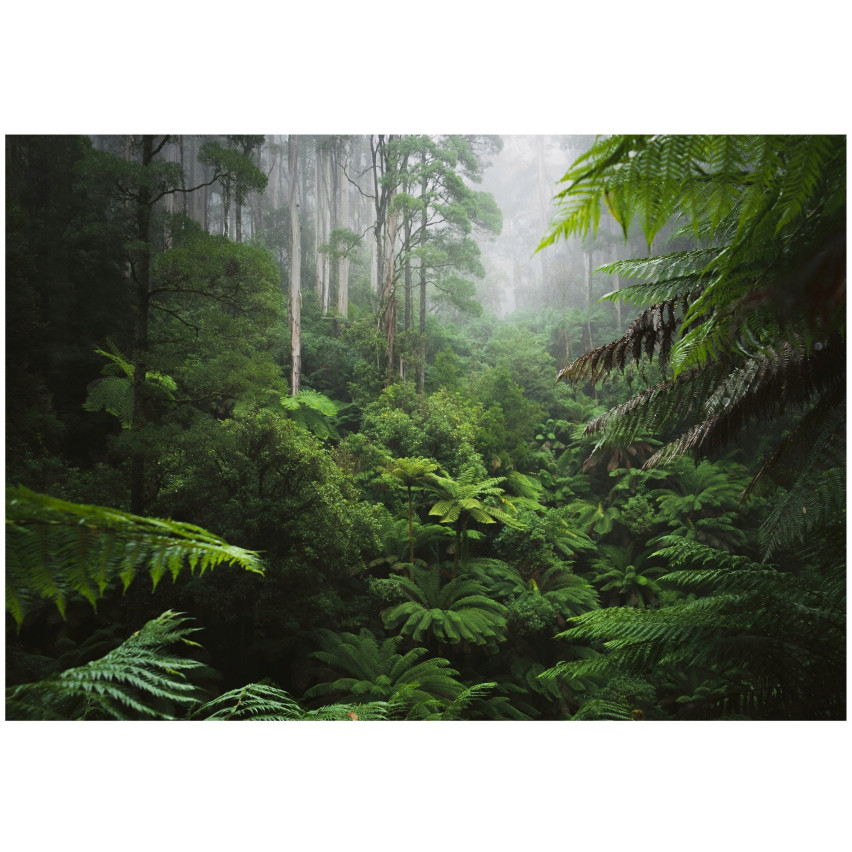 foto tapet tropisk skog djungelblad vardagsrum sovrum tapet 200x140